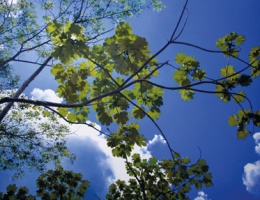 Rodolfo Valdés Montes de Oca Cuban Contemporary Artist, artista cubano contemporáneo